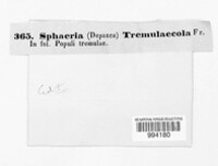 Mycosphaerella tremulicola image